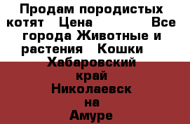 Продам породистых котят › Цена ­ 15 000 - Все города Животные и растения » Кошки   . Хабаровский край,Николаевск-на-Амуре г.